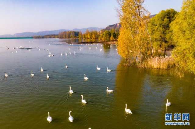 【“飞阅”中国】天鹅来赴约 【“飞阅”中国】天鹅来赴约