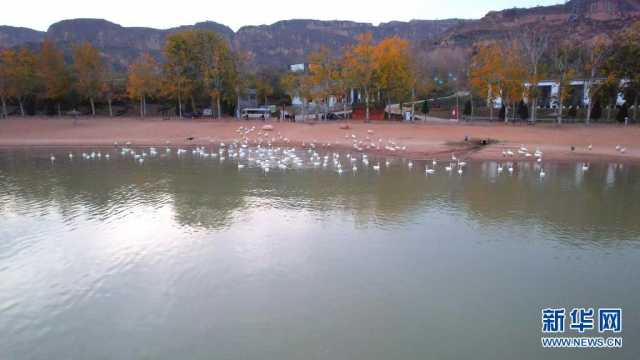 【“飞阅”中国】天鹅来赴约 【“飞阅”中国】天鹅来赴约