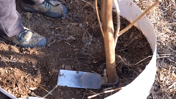 新华全媒+|河北涉县:一片连翘叶 致富一方人 新华全媒+|河北涉县:一片连翘叶 致富一方人