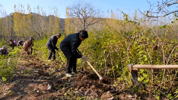 新华全媒+|河北涉县:一片连翘叶 致富一方人 新华全媒+|河北涉县:一片连翘叶 致富一方人