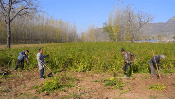 新华全媒+|河北涉县:一片连翘叶 致富一方人 新华全媒+|河北涉县:一片连翘叶 致富一方人