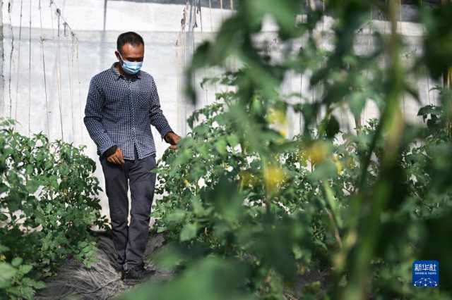 青海大通：冬日大棚农事忙