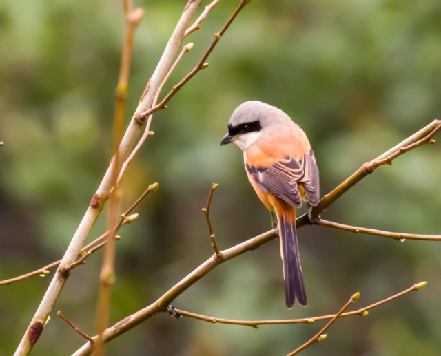 自然观察笔记|冬日协奏曲