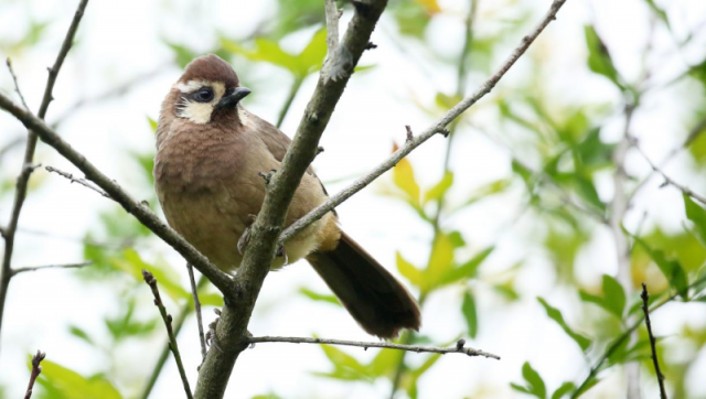 自然观察笔记|冬日协奏曲 自然观察笔记|冬日协奏曲