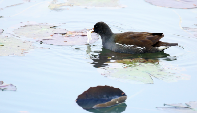 小记者致观山湖公园的一封信