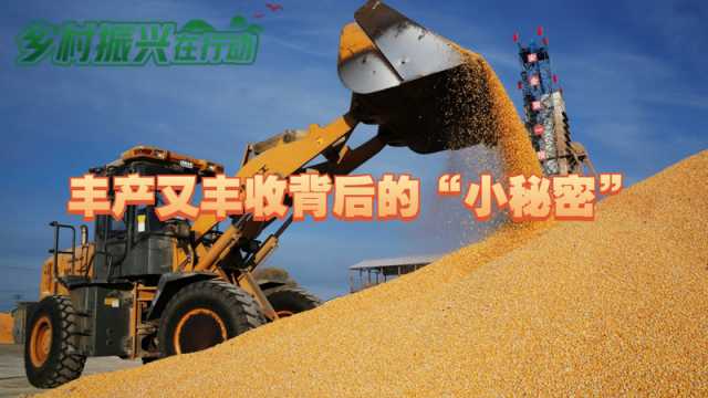 乡村振兴在行动丨喜迎“十九连丰” “东北粮仓”粮满仓