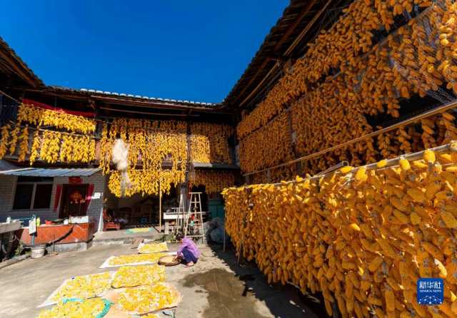 福建南靖:玉米丰收 土楼变“金”楼 福建南靖:玉米丰收 土楼变“金”楼