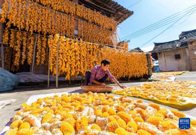 福建南靖:玉米丰收 土楼变“金”楼 福建南靖:玉米丰收 土楼变“金”楼