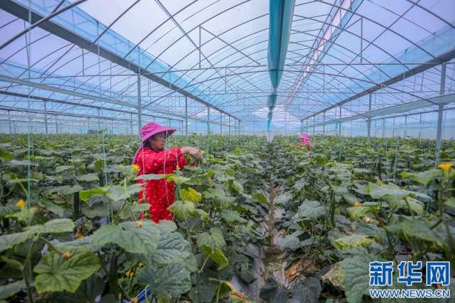 【“飞阅”中国】搭好致富棚 助力乡村兴 【“飞阅”中国】搭好致富棚 助力乡村兴