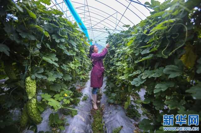 【“飞阅”中国】搭好致富棚 助力乡村兴 【“飞阅”中国】搭好致富棚 助力乡村兴