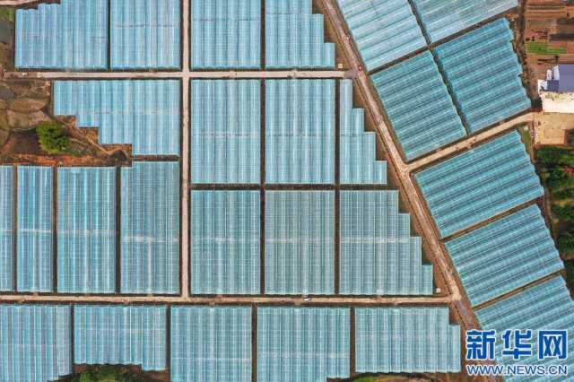 【“飞阅”中国】搭好致富棚 助力乡村兴 【“飞阅”中国】搭好致富棚 助力乡村兴