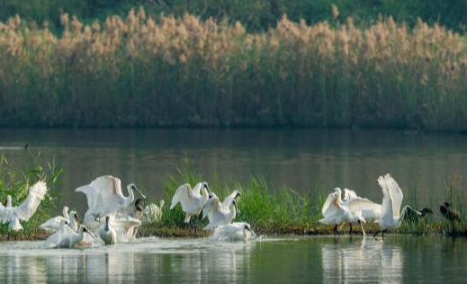 广东迎来候鸟迁徙高峰 珍稀濒危鸟类频现