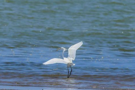 广东迎来候鸟迁徙高峰 珍稀濒危鸟类频现