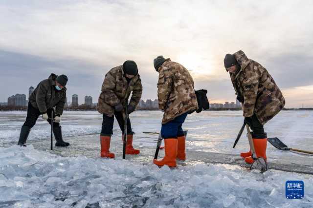 “冰城”哈尔滨进入“采冰季” “冰城”哈尔滨进入“采冰季”