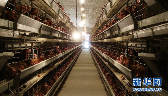 乡村振兴在行动丨安徽太和：多彩产业勾勒乡村振兴新画卷