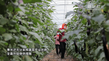 新华全媒+｜“中国蔬菜之乡”寿光蔬菜产销一线见闻