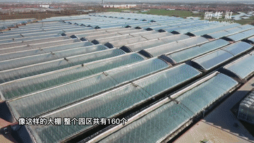 新华全媒+｜“中国蔬菜之乡”寿光蔬菜产销一线见闻