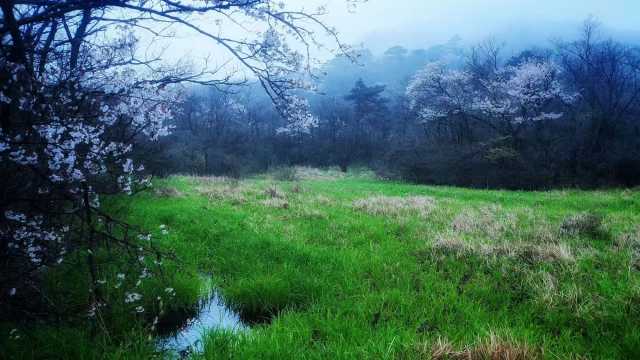 从山野到国际——濒危物种安吉小鲵历险记 从山野到国际——濒危物种安吉小鲵历险记