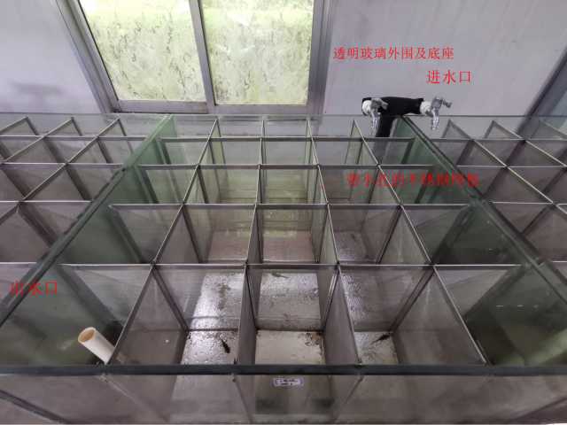 从山野到国际——濒危物种安吉小鲵历险记 从山野到国际——濒危物种安吉小鲵历险记