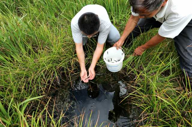 从山野到国际——濒危物种安吉小鲵历险记 从山野到国际——濒危物种安吉小鲵历险记