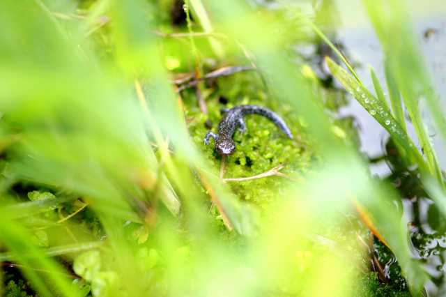 从山野到国际——濒危物种安吉小鲵历险记 从山野到国际——濒危物种安吉小鲵历险记