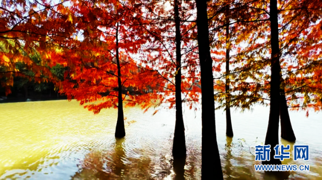 【“飞阅”中国】安徽颍上:皖北水乡 湖光“杉”色 【“飞阅”中国】安徽颍上:皖北水乡 湖光“杉”色