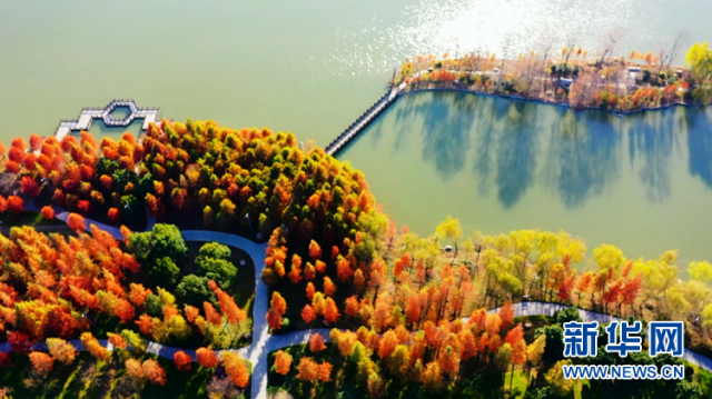 【“飞阅”中国】安徽颍上:皖北水乡 湖光“杉”色 【“飞阅”中国】安徽颍上:皖北水乡 湖光“杉”色