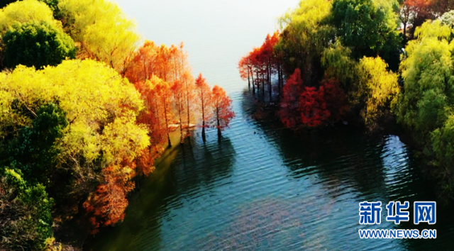 【“飞阅”中国】安徽颍上:皖北水乡 湖光“杉”色 【“飞阅”中国】安徽颍上:皖北水乡 湖光“杉”色