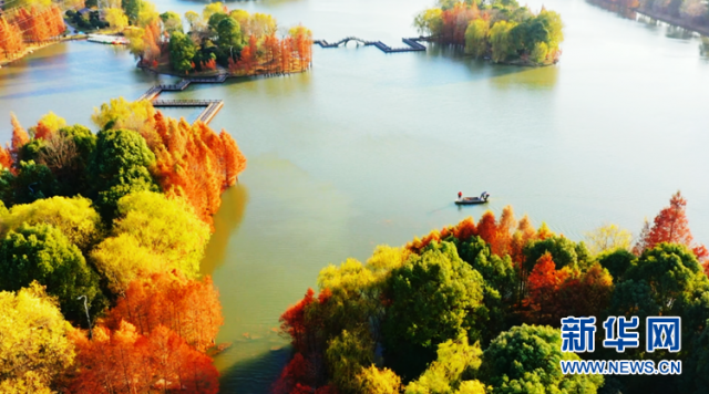 【“飞阅”中国】安徽颍上:皖北水乡 湖光“杉”色 【“飞阅”中国】安徽颍上:皖北水乡 湖光“杉”色