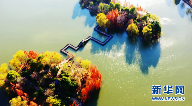 【“飞阅”中国】安徽颍上:皖北水乡 湖光“杉”色 【“飞阅”中国】安徽颍上:皖北水乡 湖光“杉”色