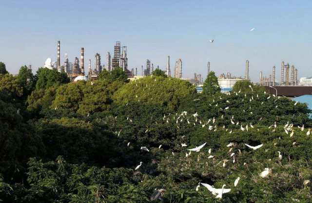 多家中企入选生物多样性保护最佳实践案例集 多家中企入选生物多样性保护最佳实践案例集