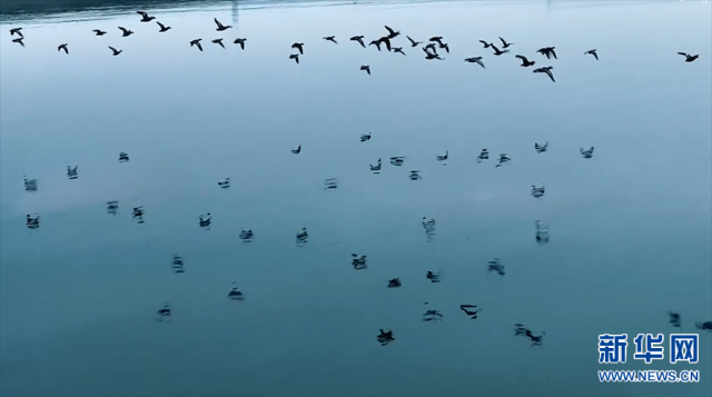 【“飞阅”中国】野鸭嬉戏水中游 【“飞阅”中国】野鸭嬉戏水中游