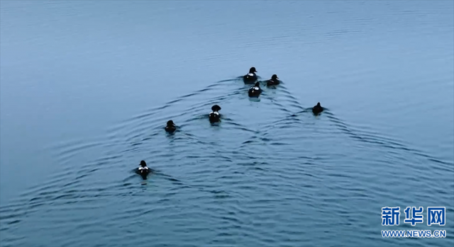 【“飞阅”中国】野鸭嬉戏水中游 【“飞阅”中国】野鸭嬉戏水中游