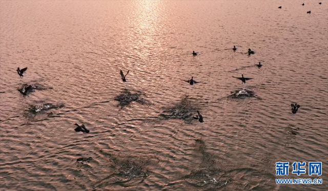 【“飞阅”中国】野鸭嬉戏水中游 【“飞阅”中国】野鸭嬉戏水中游