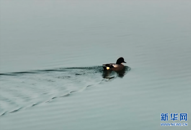 【“飞阅”中国】野鸭嬉戏水中游 【“飞阅”中国】野鸭嬉戏水中游