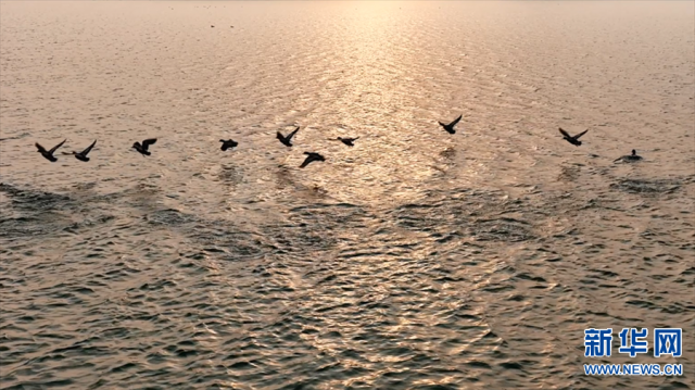 【“飞阅”中国】野鸭嬉戏水中游 【“飞阅”中国】野鸭嬉戏水中游