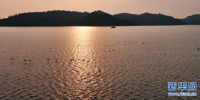 【“飞阅”中国】野鸭嬉戏水中游 【“飞阅”中国】野鸭嬉戏水中游