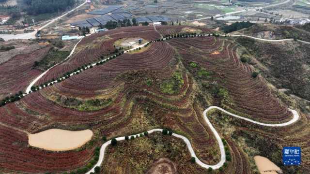 贵州丹寨：冬季扦插茶苗忙