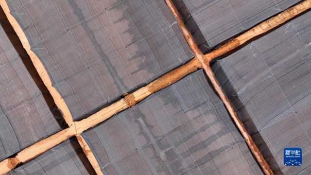 贵州丹寨：冬季扦插茶苗忙