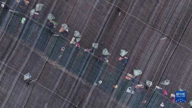 贵州丹寨：冬季扦插茶苗忙