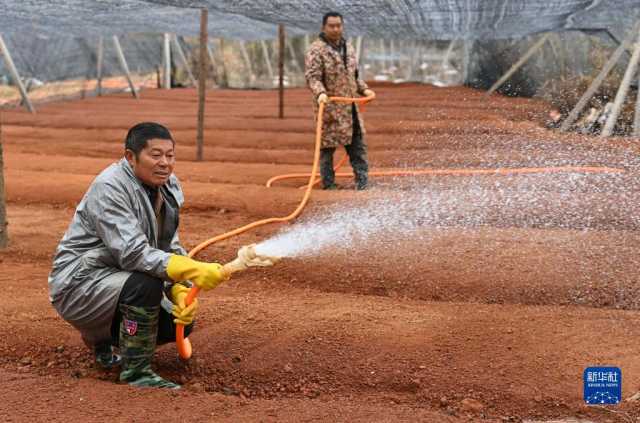 贵州丹寨：冬季扦插茶苗忙