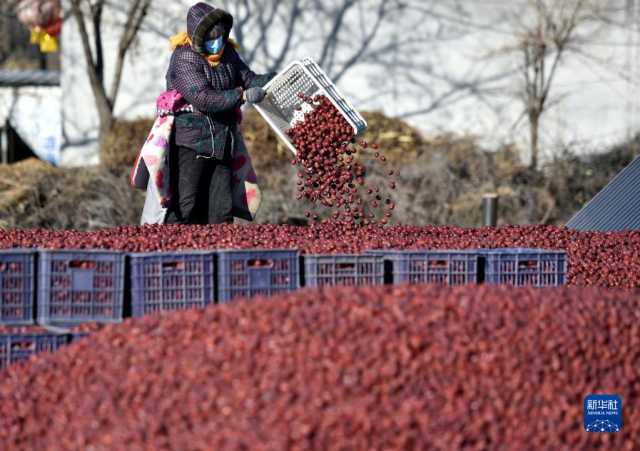 河北行唐:大枣分拣销售忙 河北行唐:大枣分拣销售忙
