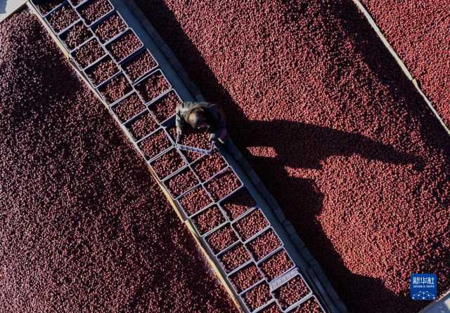 河北行唐:大枣分拣销售忙 河北行唐:大枣分拣销售忙