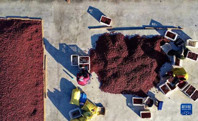 河北行唐:大枣分拣销售忙 河北行唐:大枣分拣销售忙