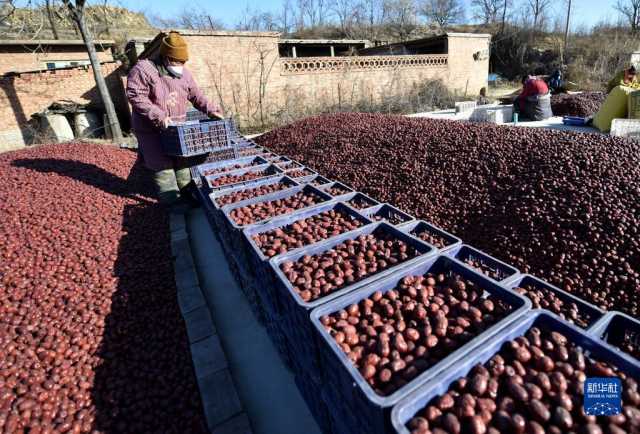 河北行唐:大枣分拣销售忙 河北行唐:大枣分拣销售忙