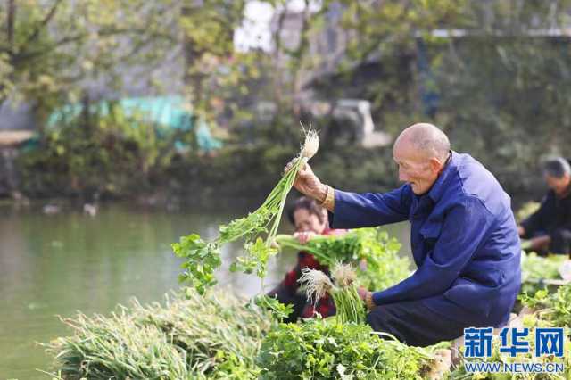 希望的田野丨江西宜春“绿意盎然” 种出好光景