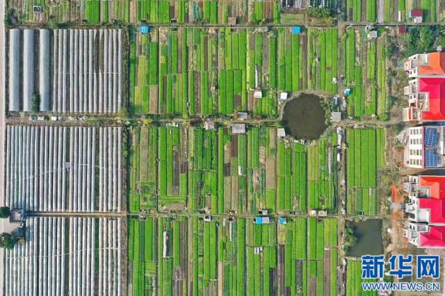希望的田野丨江西宜春“绿意盎然” 种出好光景