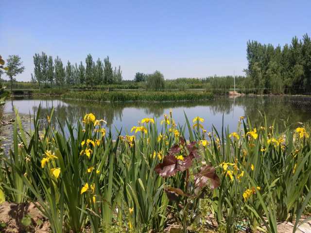 蠡县分类施策治理农村黑臭水体,17个点位已完成治理 蠡县分类施策治理农村黑臭水体,17个点位已完成治理